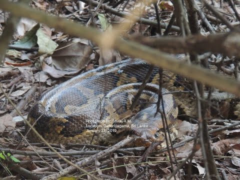 🐍 Horror Reptiles in Sri Lanka | 15ft Python digesting a deer, prepare to attack the camera 😱