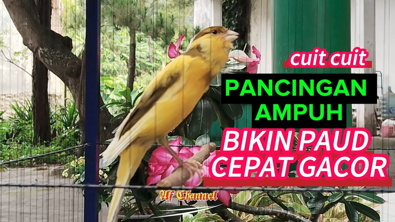 KENARI PAUD GACOR CUIT CUIT MENCARI LAWAN BIKIN EMOSI |56| COCOK BUAT PANCINGAN KENARI BELAJAR BUNYI