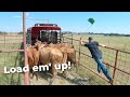 Saying Goodbye to Old Momma Cows!