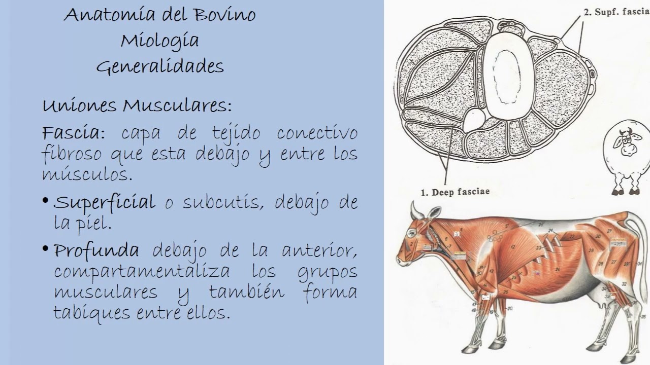 Miología  del Bovino: Generalidades