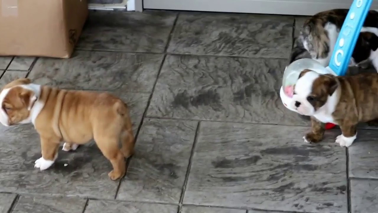 greenfield puppies english bulldog