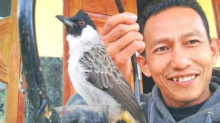 Ini Rahasia Agar Kutilang Pikat Anda Staminanya Jossgacor Dan Vokal Keras