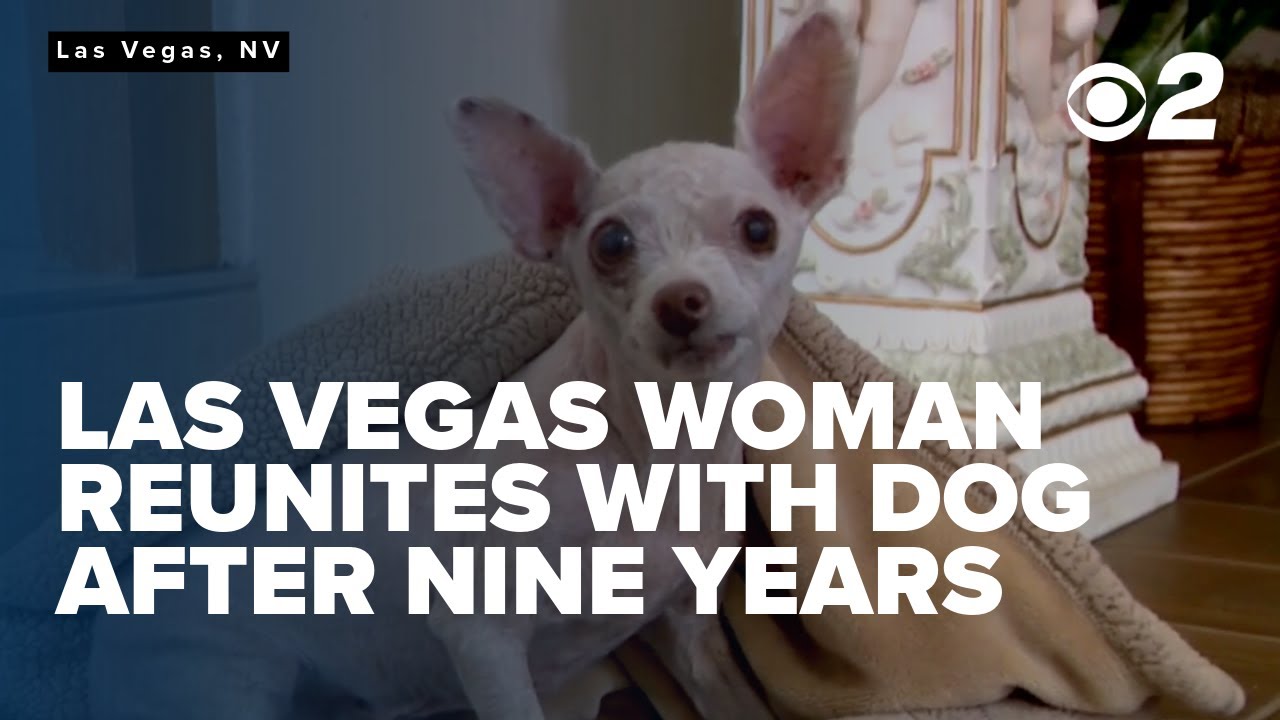 Las Vegas woman reunites with missing dog after nine years apart - YouTube