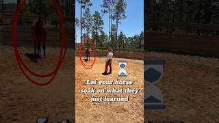 Famous Let your horse soak on what they just learned #horsetrainingtips #aqhateamwrangler #horsemanship Net Worth