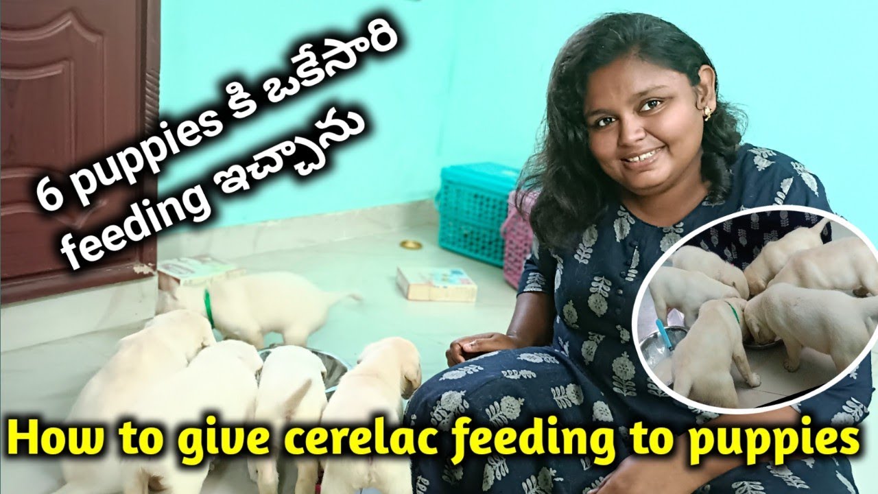 How To Feed Cerelac To Puppies Cerelac how-to-feed-cerelac-to-puppies-cerelac