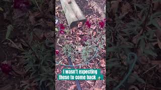 #garden #surprise 🌸😳 #coloradogardening