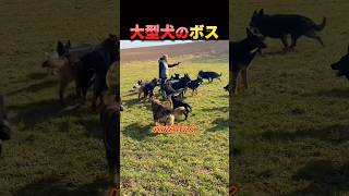 結局犬は犬。