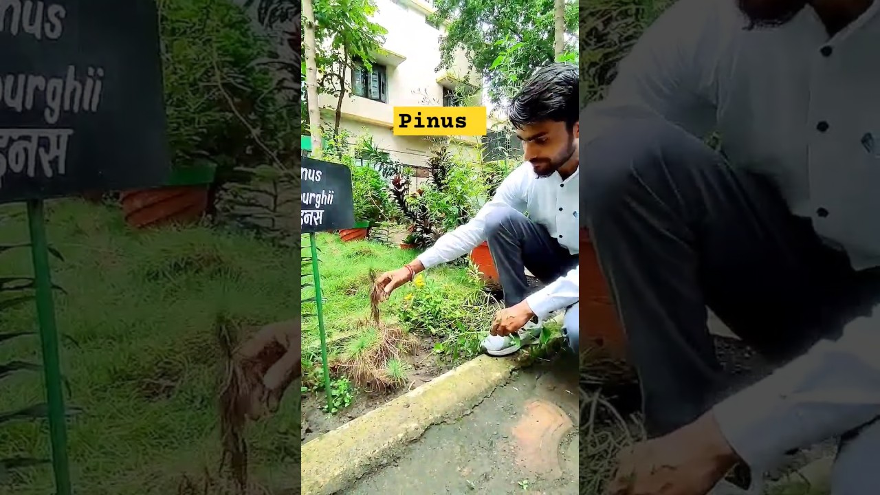 "How to Identify Different Pine Trees | A Guide to Pinus Species 