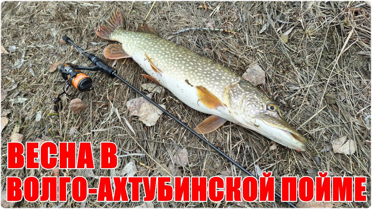 Весна в Волго-Ахтубинской пойме - YouTube