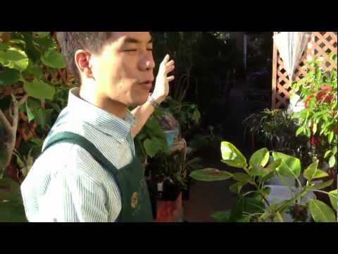 モンステラ 葉 焼け