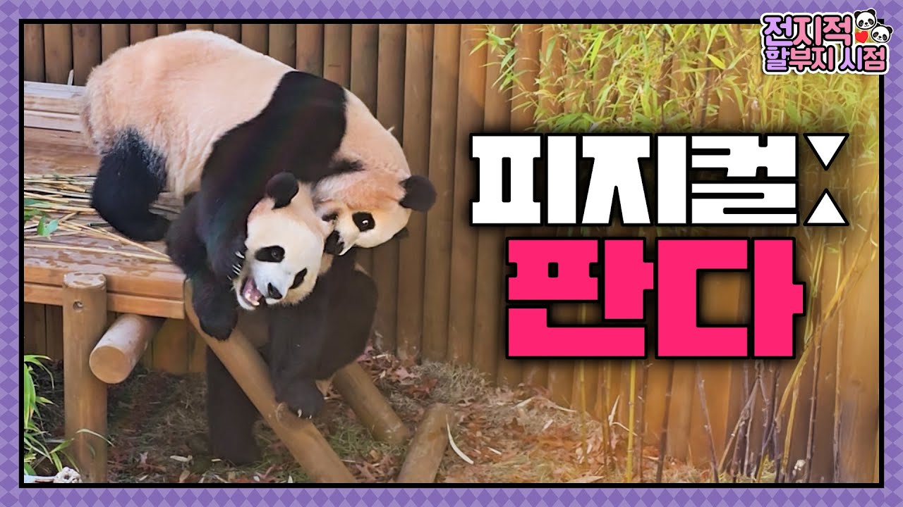 Какая идеальная фигура панды? | Всезнающая точка зрения, выпуск 242