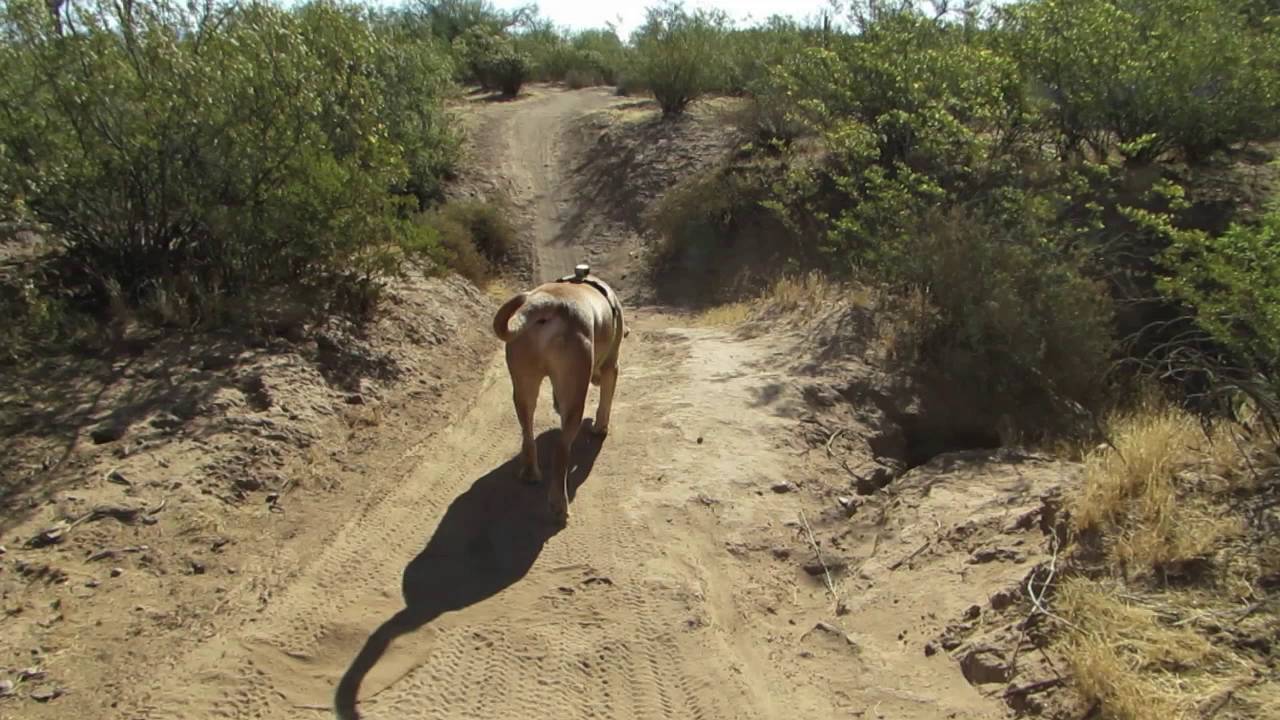 Last Hike in the Sonoran Desert (May 20, 2016)