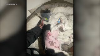 Huntington Beach pit bull attack leaves Spaniel mix with severe puncture wound