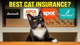 Which Cat Pet Insurance Is Best? 7 Companies Compared
