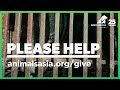 Urgent moon bear rescue
