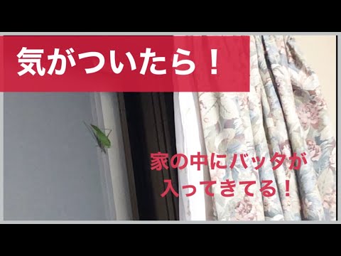 家の中にバッタが侵入！