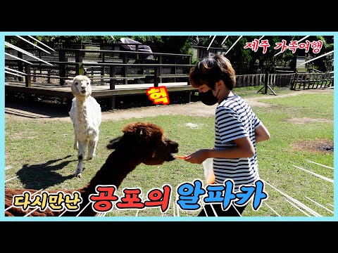 다시만난 알파카! 호캉스  제주드림타워 그랜드 하얏트제주! 오션뷰 킹룸 호텔 리뷰! 가족여행! 정훈TV