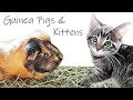 Guinea Pigs Meeting Kittens - What Happens?