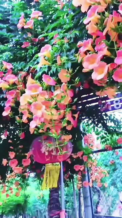 part 5 .Corridor, pavilion, climbing trumpet creeper, villa garden, company plant, landscape tree,