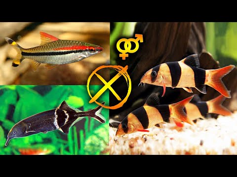 Wideo: Dlaczego Ryby Akwariowe Stają Się Czarne?