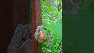 Магія після дощу: равлики на прогулянці. #nature #snail #shorts