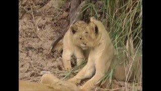 Rhino V Lion Cubs - By Lion Sands Guest John Fairlie