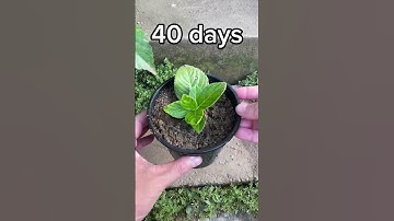 propagate hydrangeas with leaves you will be surprised