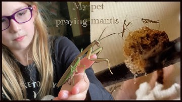 Praying mantis story part 1.  And raising baby praying mantis!