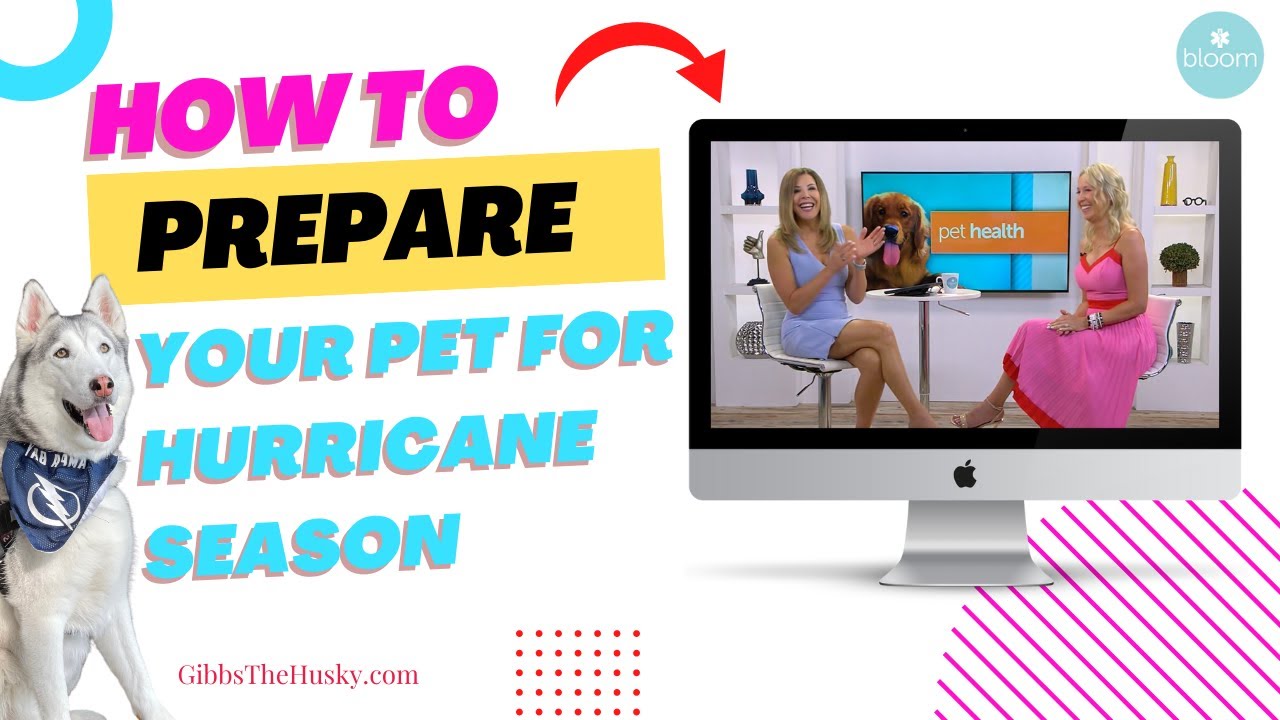 Tips to Help Prepare Your Pet for Hurricane Season