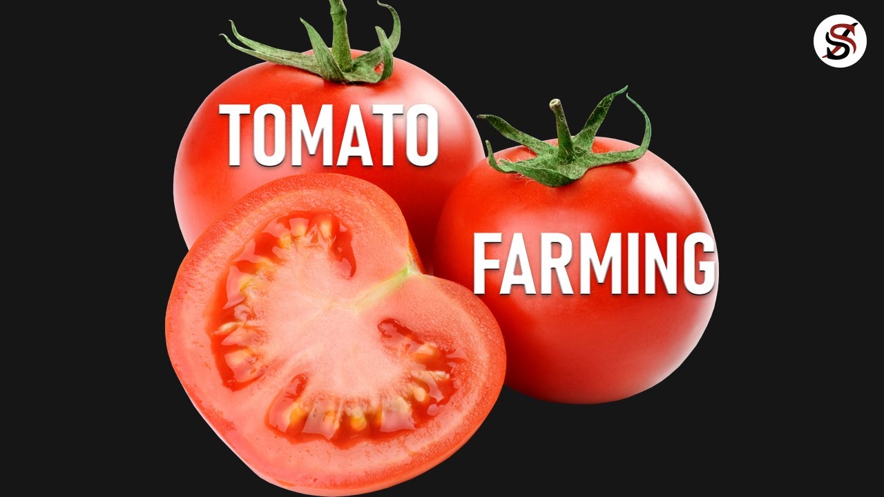 Tomato Farming in Nigeria & how to make money