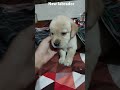 new labrador #funny #butifyoucloseyoureyes #arcadegame