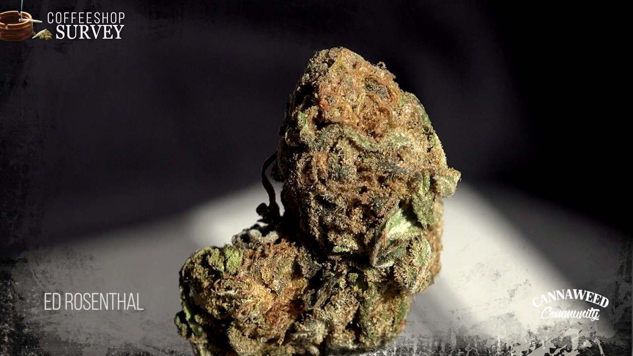 CannaWeed Community - CoffeeShop review#3 : Mr K & Co.