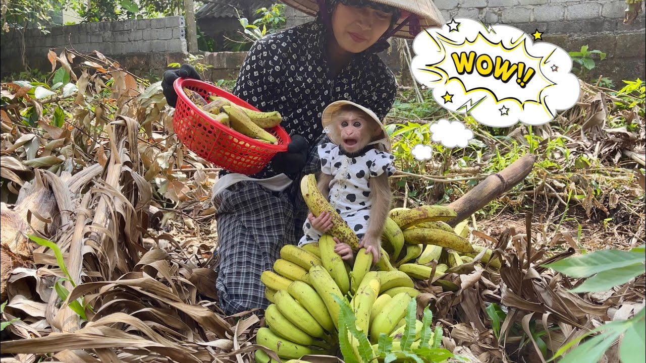 super surprise | monkey Abi discovers ripe banana while exploring the garden