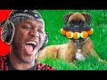 Funniest Dog Moments