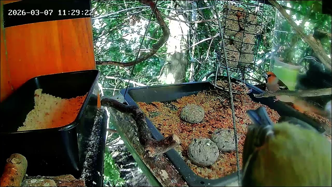 Entspannter später Vormittag an der Nuss-Tanke (07.03.2026)