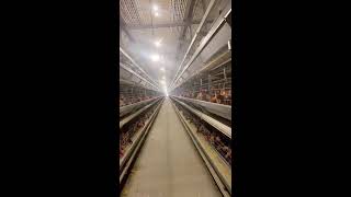 🎉🔴LIVE～Egg Sorting 🥚 2026-08-10