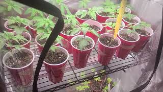 perpetual harvest update - indoor Garden tour