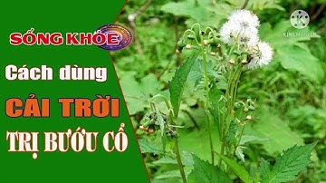 Rau cải trời trị bướu cổ/ Thanhdongvlog