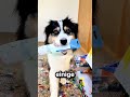 Das ist der beste Künstlerhund der Welt 🎨 🐕