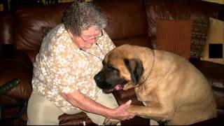 The beautiful life of a therapy dog