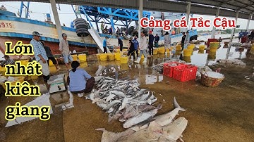 CẢNG CÁ TẮC CẬU LỚN NHẤT KIÊN GIANG GẶP TOÀN LÀ CÁ LẠ 70 TẤN CHO MỘT TÀU QUÁ KHỦNG KHIẾP.