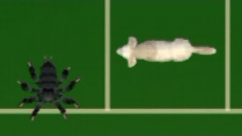 PetDog Game Simulator - POCO C61 DOG MAX - Gameplay Walkthrough HD Gamelon 