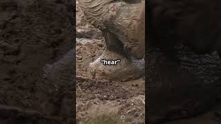 Elephants Can Hear Through Their Feet!