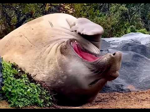 lovely august we're having (neil the seal)