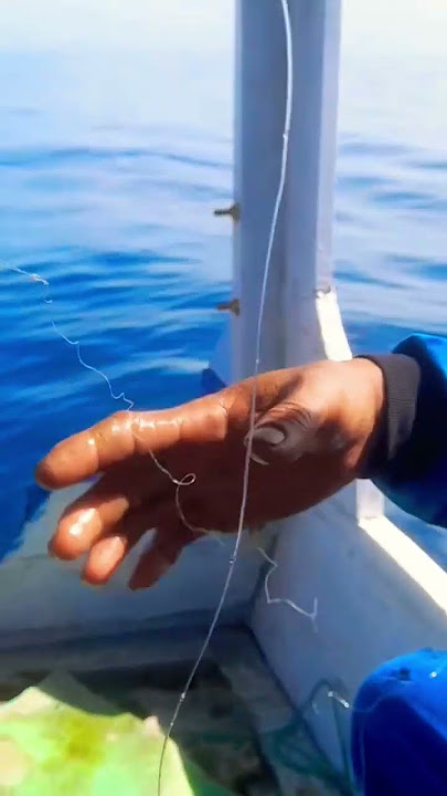 Cara mancing cumi dasaran