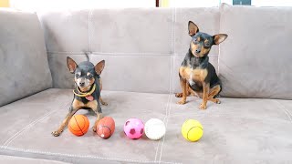 I SURPRISED MY DOGS WITH NEW TOYS ....... PART 2 [FUNNY VIDEO] [MINIATURE PINSCHER] [SMALL DOG]
