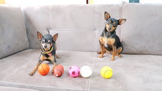 I Surprised My Dogs With New Toys ....... Part 2 Funny Video Miniature Pinscher Small Dog