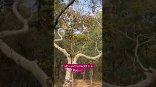 Ghost Tree Glow In The Night