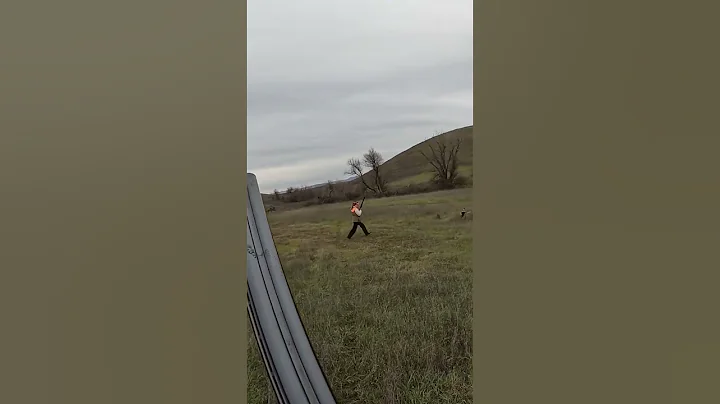 Rooster escapes! #pheasanthunting #hunting #huntingdog #hunters #pheasants #birdhunt #birddog #hunt