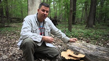 dr  andrew n  miller  mycology research 1280x720